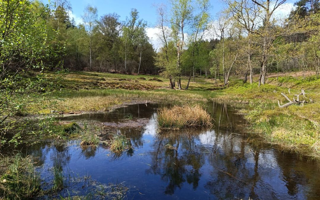 Rotes Wasser von Olfen