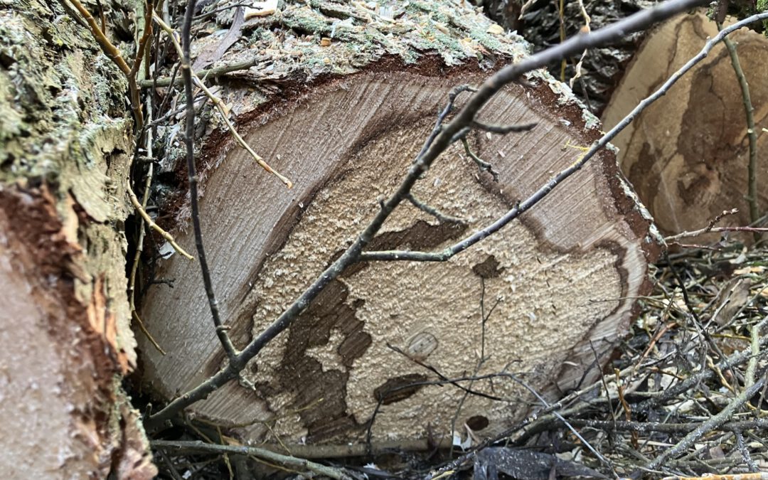 Verkehrssicherungsarbeiten an der „Grasmücks-Ruh“ in der Wächtersbach